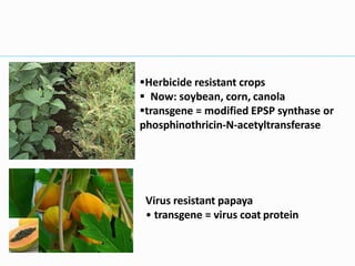 Herbicide resistant crops
 Now: soybean, corn, canola
transgene = modified EPSP synthase or
phosphinothricin-N-acetyltransferase
Virus resistant papaya
• transgene = virus coat protein
 