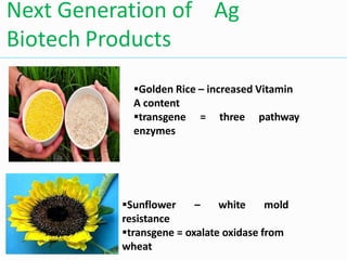 Next Generation of Ag
Biotech Products
Golden Rice – increased Vitamin
A content
transgene = three pathway
enzymes
Sunflower – white mold
resistance
transgene = oxalate oxidase from
wheat
 