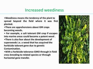 Increased weediness
•Weediness means the tendency of the plant to
spread beyond the field where it was first
planted.
•There are apprehensions about GM crops
becoming weeds.
• For example, a salt tolerant GM crop if escapes
into marine areas could become a potent weed .
•There is also fear about the development of
superweeds i.e. a weed that has acquired the
herbicide tolerant gene due to genetic
Contamination.
•With a herbicide tolerance GMO through in field
cross breeding to related species or through
horizontal gene transfer.
 