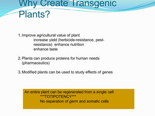 Why Create Transgenic
Plants?
1. Improve agricultural value of plant
increase yield (herbicide-resistance, pest-
resistance) enhance nutrition
enhance taste
2. Plants can produce proteins for human needs
(pharmaceutics)
3. Modified plants can be used to study effects of genes
An entire plant can be regenerated from a single cell
***TOTIPOTENCY***
No separation of germ and somatic cells
 
