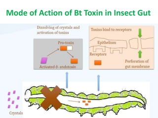 Transgenics, Environmental Concerns & Biosafety Issues Related To BT ...
