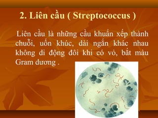 2. Liên cầu ( Streptococcus )
Liên cầu là những cầu khuẩn xếp thành
chuỗi, uốn khúc, dài ngắn khác nhau
không di động đôi khi có vỏ, bắt màu
Gram dương .
 