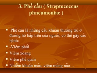 3. Phế cầu ( Streptococcus
              phneumoniae )

    Phế cầu là những cầu khuẩn thường trú ở
    đường hô hấp trên của người, có thể gây các
    bệnh:
   -Viêm phổi
   Viêm xoang
   Viêm phế quản
   Nhiễm khuẩn máu, viêm màng não…
 
