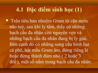 4.1 Đặc điểm sinh học (1)
    Trên tiêu bản nhuộm Gram từ cặn nước
    não tuỷ, sau khi ly tâm, thấy có những
    bạch cầu đa nhân còn nguyên vẹn và
    những bạch cầu đa nhân đang bị ly giải.
    Bên cạnh đó có những song cầu hình hạt
    cà phê, bắt mầu Gram âm, đứng riêng lẻ
    hoặc đứng thành đám nhỏ ( 2 hoặc 3
    đôi ), một số nằm trong bạch cầu đa nhân.
 