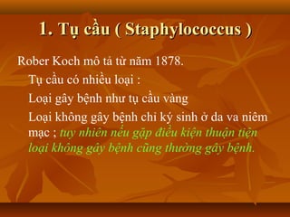 1. Tụ cầu ( Staphylococcus )
Rober Koch mô tả từ năm 1878.
 Tụ cầu có nhiều loại :
 Loại gây bệnh như tụ cầu vàng
 Loại không gây bệnh chỉ ký sinh ở da va niêm
 mạc ; tuy nhiên nếu gặp điều kiện thuận tiện
 loại không gây bệnh cũng thường gây bệnh.
 