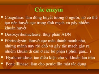Các enzym
   Coagulase: làm đông huyết tương ở người, nó có thể
    tạo nên huyết cục trong tĩnh mạch và gây nhiễm
    khuẩn huyết
   Desoxyribonuclease: thuỷ phân ADN
   Fibrinolysin: làmvỡ cục máu thành mảnh nhỏ,
    những mảnh này rời chỗ và gây tắc mạch gây ra
    nhiễm khuẩn di căn ở các bộ phận ( phổi, gan... )
    Hyaluronidase: tạo điều kiện cho vi khuẩn lan tràn
    Penicillinasc: làm cho penicillin mất tác dụng
 