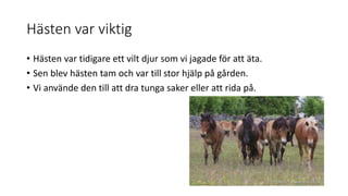 Hästen var viktig
• Hästen var tidigare ett vilt djur som vi jagade för att äta.
• Sen blev hästen tam och var till stor hjälp på gården.
• Vi använde den till att dra tunga saker eller att rida på.
 