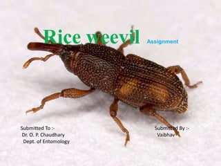 Rice weevil Assignment
Submitted To :- Submitted By :-
Dr. O. P. Chaudhary Vaibhav
Dept. of Entomology
 