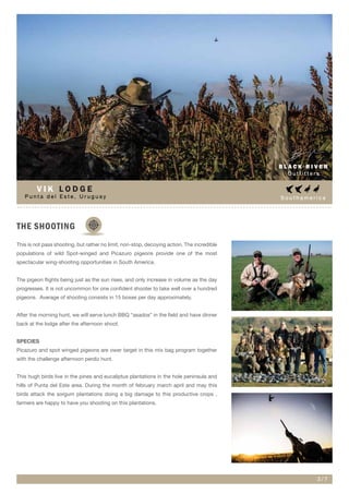 S o u t h a m e r i c a
THE SHOOTING
This is not pass shooting, but rather no limit, non-stop, decoying action. The incredible
populations of wild Spot-winged and Picazuro pigeons provide one of the most
spectacular wing-shooting opportunities in South America.
The pigeon flights being just as the sun rises, and only increase in volume as the day
progresses. It is not uncommon for one confident shooter to take well over a hundred
pigeons. Average of shooting consists in 15 boxes per day approximately.
After the morning hunt, we will serve lunch BBQ “asados” in the field and have dinner
back at the lodge after the afternoon shoot.
SPECIES
Picazuro and spot winged pigeons are ower target in this mix bag program together
with the challenge afternoon perdiz hunt.
This hugh birds live in the pines and eucaliptus plantations in the hole peninsula and
hills of Punta del Este area. During the month of february march april and may this
birds attack the sorgum plantations doing a big damage to this productive crops ,
farmers are happy to have you shooting on this plantations.
B L A C K R I V E R
O u t f i t t e r s
3 / 7
P u n t a d e l E s t e , U r u g u a y
V I K L O D G E
 