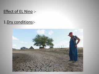 Effect of EL Nino :-
1.Dry conditions:-
 