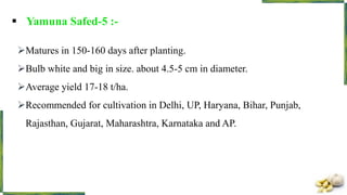  Yamuna Safed-5 :-
Matures in 150-160 days after planting.
Bulb white and big in size. about 4.5-5 cm in diameter.
Average yield 17-18 t/ha.
Recommended for cultivation in Delhi, UP, Haryana, Bihar, Punjab,
Rajasthan, Gujarat, Maharashtra, Karnataka and AP.
 