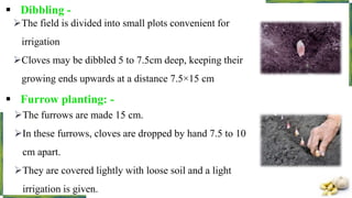  Dibbling -
The field is divided into small plots convenient for
irrigation
Cloves may be dibbled 5 to 7.5cm deep, keeping their
growing ends upwards at a distance 7.5×15 cm
 Furrow planting: -
The furrows are made 15 cm.
In these furrows, cloves are dropped by hand 7.5 to 10
cm apart.
They are covered lightly with loose soil and a light
irrigation is given.
 