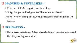  MANURES & FERTILISERS :-
25 tonnes of FYM is applied as a basal dose.
60 kg Nitrogen and 50 kg each of Phosphorus and Potash.
Forty five days after planting, 60 kg Nitrogen is applied again as top
dressing.
 IRRIGATION:-
Garlic needs irrigation at 8 days intervals during vegetative growth and
10-15 days during maturation.
 
