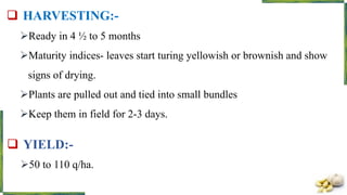  HARVESTING:-
Ready in 4 ½ to 5 months
Maturity indices- leaves start turing yellowish or brownish and show
signs of drying.
Plants are pulled out and tied into small bundles
Keep them in field for 2-3 days.
 YIELD:-
50 to 110 q/ha.
 