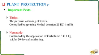  PLANT PROTECTION :-
 Important Pests-
 Thrips-
Thrips cause withering of leaves.
Controlled by spraying Methyl dematon 25 EC 1 ml/lit.
 Nematode-
Controlled by the application of Carbofuran 3 G 1 kg
a.i./ha 30 days after planting.
 
