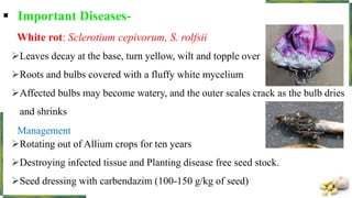  Important Diseases-
White rot: Sclerotium cepivorum, S. rolfsii
Leaves decay at the base, turn yellow, wilt and topple over
Roots and bulbs covered with a fluffy white mycelium
Affected bulbs may become watery, and the outer scales crack as the bulb dries
and shrinks
Management
Rotating out of Allium crops for ten years
Destroying infected tissue and Planting disease free seed stock.
Seed dressing with carbendazim (100-150 g/kg of seed)
 