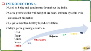  INTRODUCTION :-
Used as Spice and condiments throughout the India.
Garlic promotes the wellbeing of the heart, immune systems with
antioxidant properties
Helps to maintain healthy blood circulation.
Major garlic growing countries-
USA
Egypt
China
Korea
India
MPGujrat
Mharashtra
Rajastan
UP
WB
 