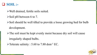  SOIL :-
Well drained, fertile soils suited.
Soil pH between 6 to 7.
Soil should be well tilled to provide a loose growing bed for bulb
development.
The soil must be kept evenly moist because dry soil will cause
irregularly shaped bulbs.
Tolerate salinity : 5.60 to 7.80 dsm-1 EC.
 