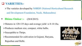  VARIETIES:-
The varieties developed by NHRDF (National Horticultural Research
and Development Foundation, Nasik, Maharashtra)
 Bhima Omkar :- (28/8/2015)
Matures in 120-135 days and average yield is 8-14 t/ha.
Produces medium size, compact, white bulbs.
Susceptible to Thrips.
Recommended for cultivation in Gujarat, Haryana,
Rajasthan and Delhi.
 