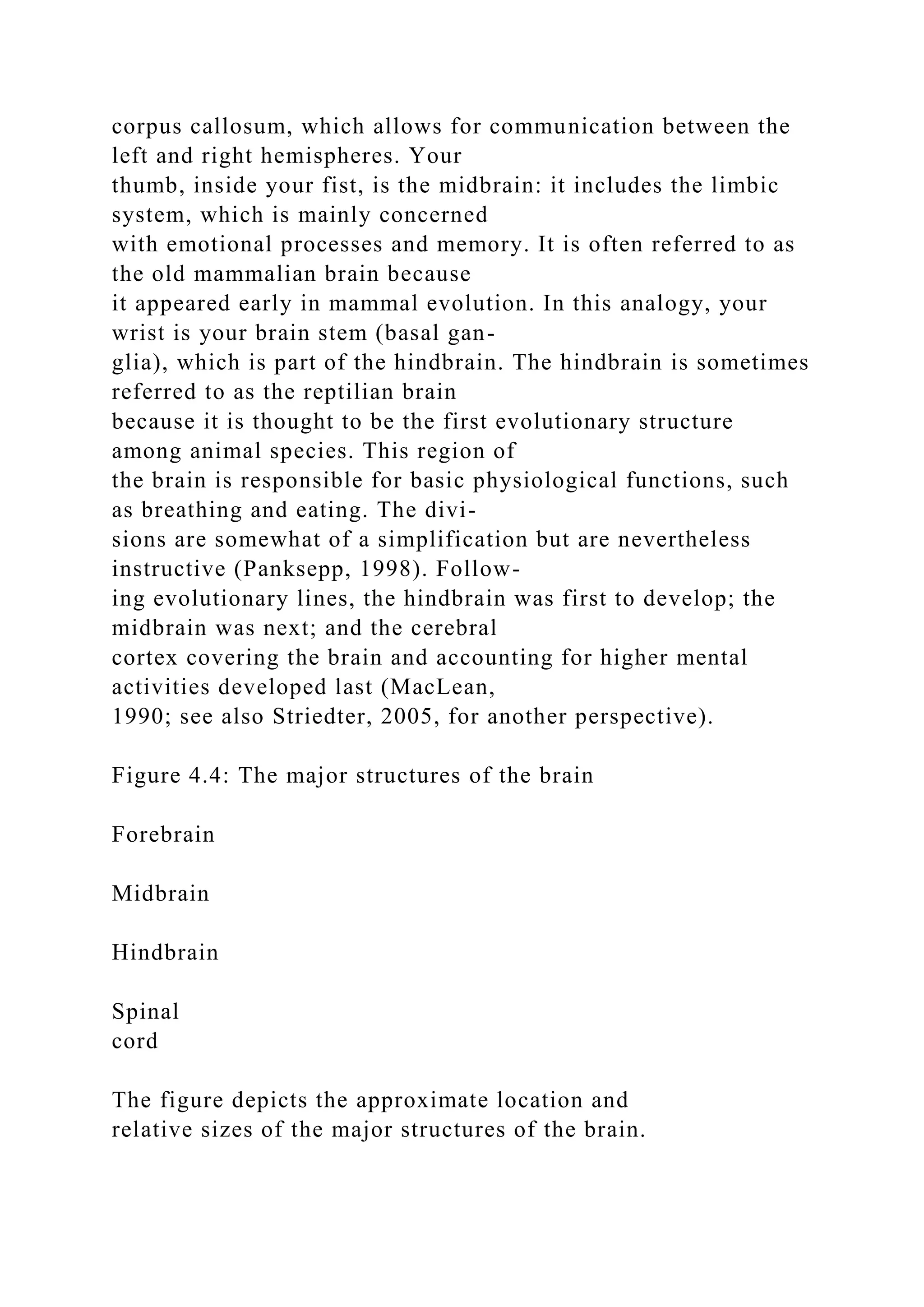 corpus callosum, which allows for communication between the
left and right hemispheres. Your
thumb, inside your fist, is the midbrain: it includes the limbic
system, which is mainly concerned
with emotional processes and memory. It is often referred to as
the old mammalian brain because
it appeared early in mammal evolution. In this analogy, your
wrist is your brain stem (basal gan-
glia), which is part of the hindbrain. The hindbrain is sometimes
referred to as the reptilian brain
because it is thought to be the first evolutionary structure
among animal species. This region of
the brain is responsible for basic physiological functions, such
as breathing and eating. The divi-
sions are somewhat of a simplification but are nevertheless
instructive (Panksepp, 1998). Follow-
ing evolutionary lines, the hindbrain was first to develop; the
midbrain was next; and the cerebral
cortex covering the brain and accounting for higher mental
activities developed last (MacLean,
1990; see also Striedter, 2005, for another perspective).
Figure 4.4: The major structures of the brain
Forebrain
Midbrain
Hindbrain
Spinal
cord
The figure depicts the approximate location and
relative sizes of the major structures of the brain.
 