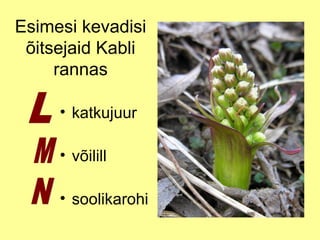 Esimesi kevadisi
õitsejaid Kabli
rannas
• katkujuur
• võilill
• soolikarohi

 