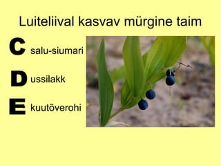 Luiteliival kasvav mürgine taim
• salu-siumari
• ussilakk
• kuutõverohi

 