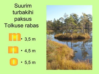 Suurim
turbakihi
paksus
Tolkuse rabas
• 3,5 m
• 4,5 m
• 5,5 m

 