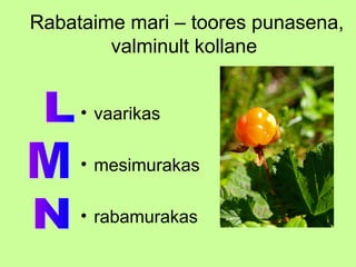 Rabataime mari – toores punasena,
valminult kollane
• vaarikas
• mesimurakas
• rabamurakas

 