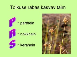 Tolkuse rabas kasvav taim
• parthein
• nokkhein
• kerahein

 
