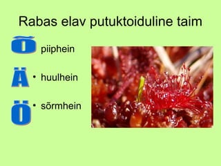 Rabas elav putuktoiduline taim
• piiphein
• huulhein
• sõrmhein

 
