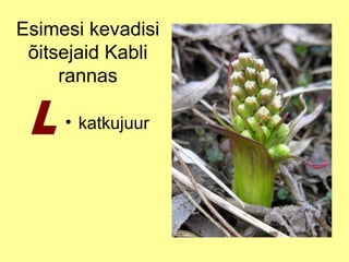 Esimesi kevadisi
õitsejaid Kabli
rannas
• katkujuur

 