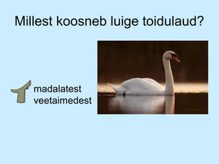 Millest koosneb luige toidulaud?

• madalatest
veetaimedest

 
