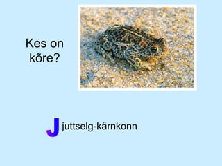 Kes on
kõre?

• juttselg-kärnkonn

 