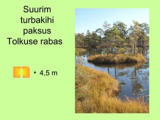 Suurim
turbakihi
paksus
Tolkuse rabas

• 4,5 m

 