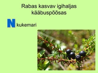 Rabas kasvav igihaljas
kääbuspõõsas
• kukemari

 