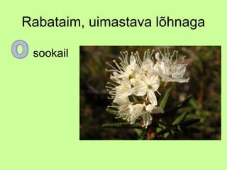 Rabataim, uimastava lõhnaga
sookail

 