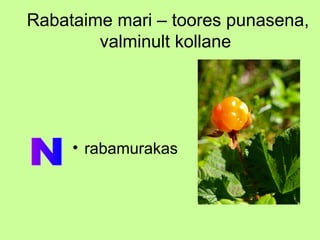 Rabataime mari – toores punasena,
valminult kollane

• rabamurakas

 