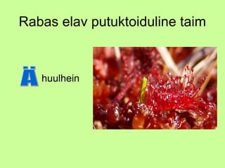 Rabas elav putuktoiduline taim

• huulhein

 