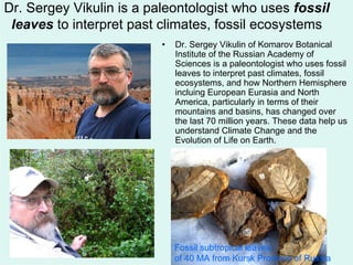 Dr. Sergey Vikulin is a paleontologist who uses fossil
leaves to interpret past climates, fossil ecosystems
• Dr. Sergey Vikulin of Komarov Botanical
Institute of the Russian Academy of
Sciences is a paleontologist who uses fossil
leaves to interpret past climates, fossil
ecosystems, and how Northern Hemisphere
incluing European Eurasia and North
America, particularly in terms of their
mountains and basins, has changed over
the last 70 million years. These data help us
understand Climate Change and the
Еvolution of Life on Earth.
Fossil subtropical leaves
of 40 MA from Kursk Province of Russia
 