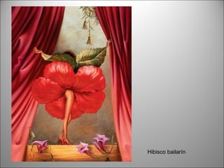 Hibisco bailarín 
