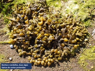 Bochos e verdellos, duas algas
típicas de costas protexidas
 