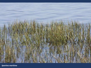Spartina maritima
 