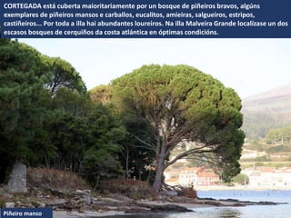 Piñeiro manso
CORTEGADA está cuberta maioritariamente por un bosque de piñeiros bravos, algúns
exemplares de piñeiros mansos e carballos, eucalitos, amieiras, salgueiros, estripos,
castiñeiros... Por toda a illa hai abundantes loureiros. Na illa Malveira Grande localízase un dos
escasos bosques de cerquiños da costa atlántica en óptimas condicións.
 