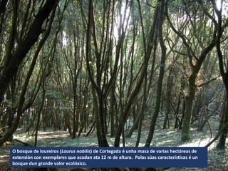 O bosque de loureiros (Laurus nobilis) de Cortegada é unha masa de varias hectáreas de
extensión con exemplares que acadan ata 12 m de altura. Polas súas características é un
bosque dun grande valor ecolóxico.
 