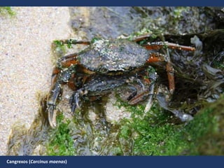 Cangrexos (Carcinus maenas)
 
