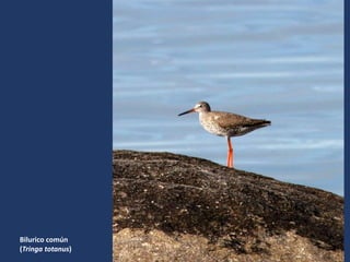 Bilurico común
(Tringa totanus)
 