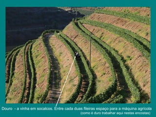 Douro  - a vinha em socalcos. Entre cada duas fileiras espaço para a máquina agrícola (como é duro trabalhar aqui nestas encostas) 