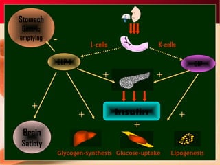 GLP-1 GIP
Insulin
Glycogen-synthesis Glucose-uptake Lipogenesis
++
++
++
++
++
L-cells K-cells
Stomach
Gastric
emptying
Brain
Satiety
-
++
 