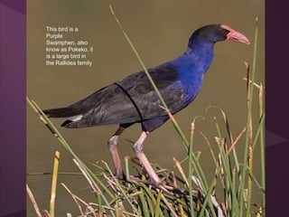 This bird is a
Purple
Swamphen, also
know as Pokeko, it
is a large bird in
the Rallidea family
 