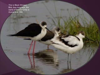 This is Black Winged
Bird, they long legs, the
name of there's family is
Avocet and Stilt.
 